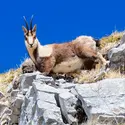 Chamois - crédits : © Andrea Rizzi / EyeEm/ Getty Images