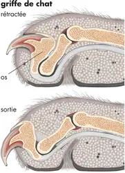 Griffe du chat - crédits : © Encyclopædia Britannica, Inc.