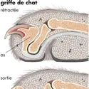 Griffe du chat - crédits : © Encyclopædia Britannica, Inc.