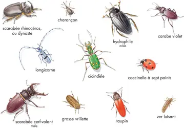Coléoptères - crédits : © Encyclopædia Britannica, Inc.