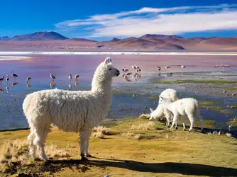 Lamas en Bolivie - crédits : © Planet One Images/ Universal Images Group/ Getty Images