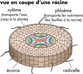 Racine - crédits : © Encyclopædia Universalis France