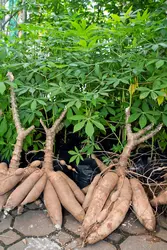 Manioc - crédits : © Kromkrathog/ Shutterstock