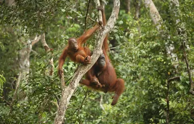 Grands singes - crédits : © Jamie Lamb/ elusive-images.co.uk/ Getty Images