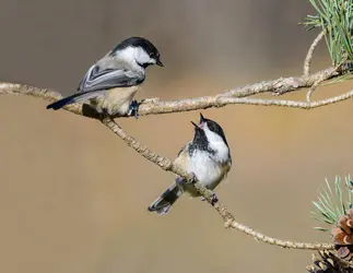 Passereaux - crédits : © Photo Spirit/ Shutterstock