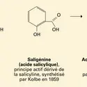 De l'écorce de saule à l'aspirine - crédits : Encyclopædia Universalis France