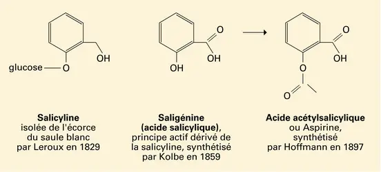 De l'écorce de saule à l'aspirine - crédits : Encyclopædia Universalis France