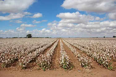 Cotton Belt aux États-Unis - crédits : © Cholder/ Shutterstock