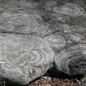 Stromatolites - crédits : © Michael C. Rygel