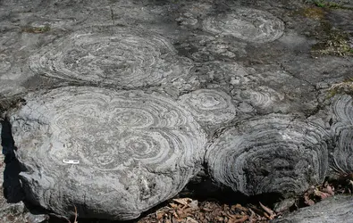 Stromatolites - crédits : © Michael C. Rygel