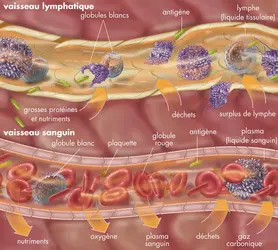 Sang et lymphe - crédits : © Encyclopædia Britannica, Inc.