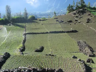 Cultures des lentilles sur l'île de La Réunion - crédits : M. Lachenal