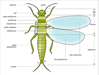 Les 3 parties du corps des arthropodes - crédits : Encyclopædia Universalis France