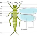 Les 3 parties du corps des arthropodes - crédits : Encyclopædia Universalis France