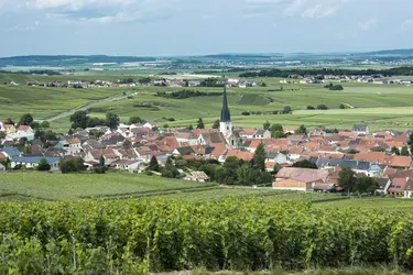 Vignes à Chamery, Marne - crédits : © Tim Graham/ Getty Images