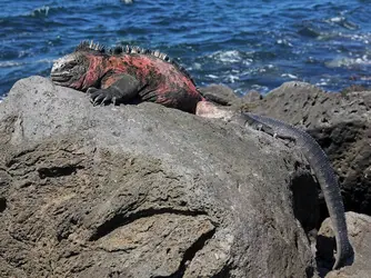 Iguane - crédits : © R. M. Bolton/ Shutterstock