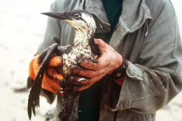 Oiseau mazouté - crédits : Gilles Bassignac/ Gamma-Rapho/ Getty Images