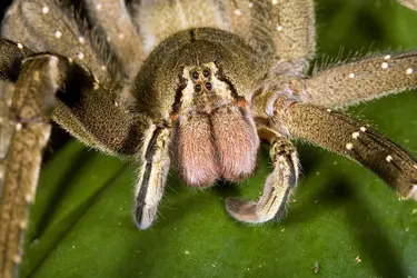Araignée - crédits : © Dr. Morley Read/ Shutterstock