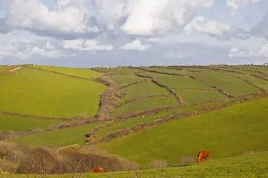 Bocage en Grande-Bretagne - crédits : © J. Elliott/ Shutterstock