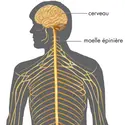 Système nerveux - crédits : © Encyclopædia Britannica, Inc.