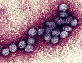 Virus du Nil occidental - crédits : © BSIP/ UIG/ Getty Images