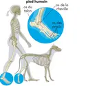 Pose du pied au sol - crédits : © Encyclopædia Britannica, Inc.