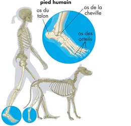 Pose du pied au sol - crédits : © Encyclopædia Britannica, Inc.