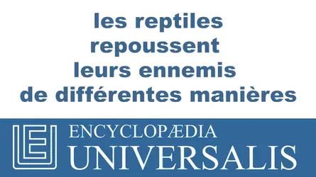 Reptiles - crédits : © 2013 Encyclopædia Universalis
