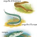 Anguilles - crédits : © Encyclopædia Britannica, Inc.