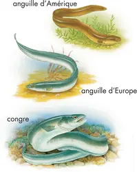 Anguilles - crédits : © Encyclopædia Britannica, Inc.