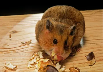 Hamster - crédits : © Paul Starosta/ Stone/ Getty Images