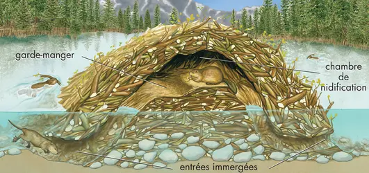 Hutte de castor - crédits : © Encyclopædia Britannica, Inc.