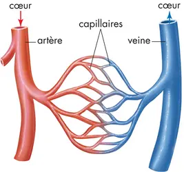 Artères, veines et capillaires - crédits : © Encyclopædia Britannica, Inc.