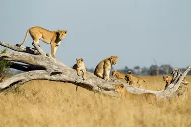 Lions au Botswana - crédits : © Paul Souders/ Stone/ Getty Images