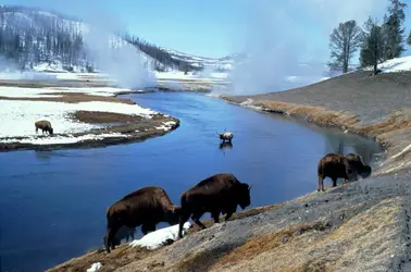 Bisons aux États-Unis - crédits : David Schultz/ Getty Images