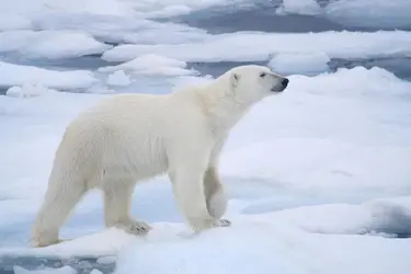 Ours blanc - crédits : © Micheldenijs/ E+/ Getty Images