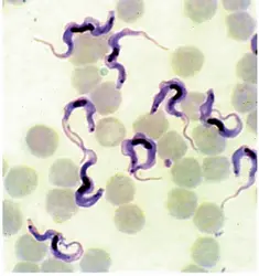 <it><em>Trypanosoma cruzi</em></it>, agent de la maladie de Chagas - crédits : F. Brenière