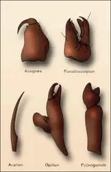 Différentes formes de chélicères - crédits : Encyclopædia Universalis France