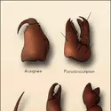 Différentes formes de chélicères - crédits : Encyclopædia Universalis France