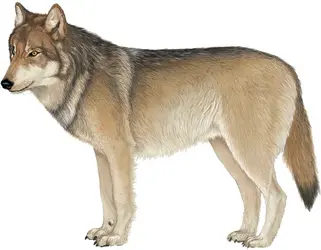 Loup - crédits : © Encyclopædia Britannica, Inc.