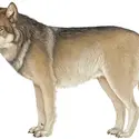 Loup - crédits : © Encyclopædia Britannica, Inc.