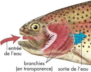 Respiration par les branchies - crédits : © Encyclopædia Britannica, Inc.