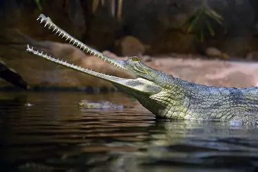 Gavial du Gange - crédits : © M. Vasicek/ Shutterstock