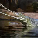 Gavial du Gange - crédits : © M. Vasicek/ Shutterstock