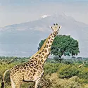 Girafe - crédits : © Animals Animals, 1971