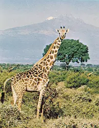 Girafe - crédits : © Animals Animals, 1971