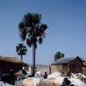 Coton au Togo - crédits : C. Sappa/ De Agostini/ Getty Images