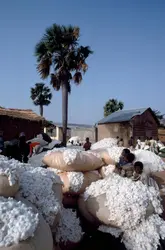 Coton au Togo - crédits : C. Sappa/ De Agostini/ Getty Images