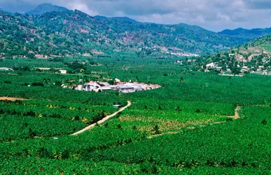 Plantation de bananes à Sainte-Lucie - crédits : Holger Leue/ The Image Bank/ Getty Images