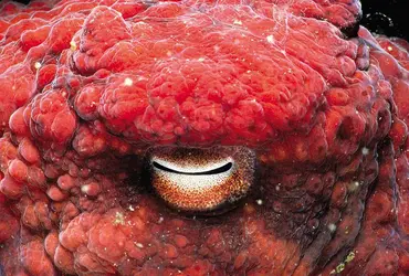 Œil de pieuvre - crédits : © Jeff Rotman/Photo Researchers, Inc.